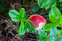 Cowberry (Vaccinium vitis-idaea), with a gall caused by Cowberry Redleaf fungus (Exobasidium vaccinii). Peak District National Park, Derbyshire, UK. November.