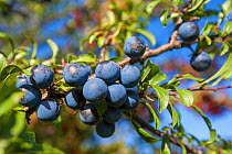 Blackthorn fruit / Sloes (Prunus spinosa) in a hedgerow. Powys, Wales. November.