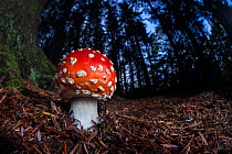 Fly Agaric (Amanita muscaria) growing in coniferous woodland at night. Peak District National Park, Derbyshire, UK. October.