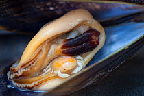 Pea Crab (Pinnotheres pisum) inside a Common Mussel (Mytilus edulis). This small crab parasitises a number of bivalve species including mussels, living in the host's mantle cavity. Normandy, France. J...