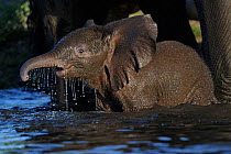 African elephant (Loxodonta africana) calf bathing, Chobe River, Botswana, April, Vulnerable species.