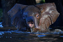 African elephant (Loxodonta africana) bathing, Chobe River, Botswana, Vulnerable species.