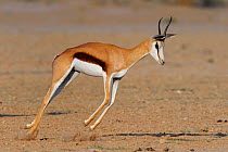 Springbok (Antidorcas marsupialis) jumping / pronking, Kgalagadi Transfrontier Park, South Africa. Sequence 5 of 5