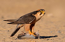 Lanner falcon (Falco biarmicus) with Cape turtle / Ring necked dove (Streptopelia capicola) prey, Kgalagadi Transfrontier Park, South Africa.