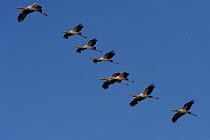 Yellow-billed storks (Mycteria ibis) in formation flight, Chobe River, Botswana.