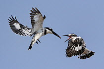 Juvenile Pied kingfisher (Ceryle rudis) being fed in mid air, Chobe River, Botswana.