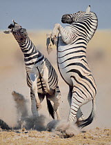 Two Burchell's / Plains zebra (Equus quagga / burchelli) stallions on hind legs fighting, Etosha National Park, Namibia, July.