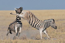 Two Burchell's / Plains zebra (Equus quagga / burchelli) one kicking hind legs at pursuer, Etosha National Park, Namibia, June.