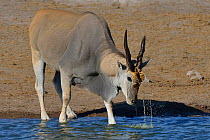 Bull Southern / Common eland (Taurotragus oryx) at waters edge, Etosha National Park, Namibia, March.