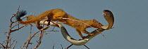 Slender mongoose (Galerella sanguinea) attacking Boomslang snake (Dispholidus typus) in the area where vital organs lie, Etosha National Park, Namibia, July.
