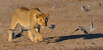 Lioness (Panthera leo) chasing Cape turtle / Ring-necked doves (Streptopelia capicola) flying away, Etosha National Park, Namibia, August.