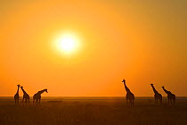 Six Giraffes (Giraffa camelopardalis) silhouetted against orange sky, Fishers Pan, Etosha National Park, Namibia, July.