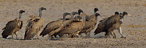 Cape vultures (Gyps coprotheres) following individual with bone in its beak, Etosha, Namibia, July, Vulnerable species.