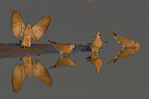 Four Cape turtle / Ring-necked doves (Streptopelia capicola) at waterhole, one flapping wings, another drinking, Chobe River, Botswana, July.