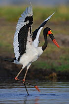 Saddle billed stork (Ephippiorhynchus senegalensis) hunting in shallow water with outstretched wings, Chobe River, Botswana.