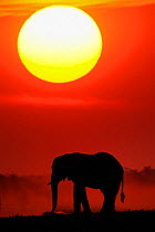 African elephant (Loxodonta africana) silhouetted against orange sky, Chobe River, Botswana, Vulnerable species.