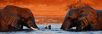 Two bull African elephants (Loxodonta africana) interacting in water before sunset, Chobe River, Botswana, July, Vulnerable species.