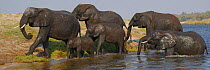 African elephants (Loxodonta africana) exiting water after crossing the Chobe River, Botswana, September, Vulnerable species.