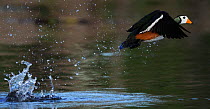 Male African pygmy goose (Nettapus auritus) taking off from water, Chobe River, Botswana, April.