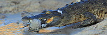 Nile crocodile (Crocodylus niloticus) entering the water with Cape turtle dove (Streptopelia capicola) prey, Chobe River, Botswana, March.