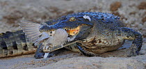 Nile crocodile (Crocodylus niloticus) with Cape turtle dove (Streptopelia capicola) in jaws, Chobe River, Botswana, March.