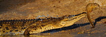 Nile crocodile (Crocodylus niloticus) narrowly missing tree squirrel jumping away, Chobe River, Botswana.
