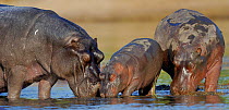 Three generations of Hippopotamuses (Hippopotamus amphibius) feeding, Chobe River, Botswana, June, Vulnerable species.