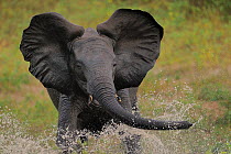 Young bull African elephant (Loxodonta africana) splashing in water, Chobe River, Botswana, March, Vulnerable species.