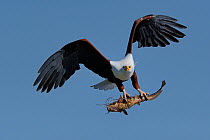 African fish eagle (Haliaeetus vocifer) in flight with Catfish in claws, Chobe River, Botswana.