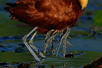 Four African jacana (Actophilornis africana) chicks legs dangling from under male's wing, Chobe River, Botswana.