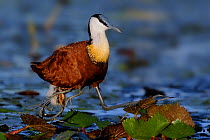 Male African jacana (Actophilornis africana) walking with chick falling from under wing, Chobe River, Botswana.
