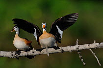 Pair of African pygmy geese (Nettapus Auritus) perched on branch, male with wings outstretched, Chobe River, Botswana, April.
