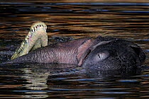 Nile crocodile (Crocodylus niloticus) feeding on newly born African elephant (Loxondonta africana) intestine in water, Chobe River, Botswana.