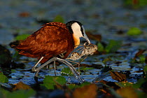 Male African jacana (Actophilornis africana) rescuing chick from water, Chobe River, Botswana.