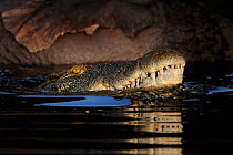 Nile crocodile (Crocodylus niloticus) guarding baby African elephant carcass, Chobe River, Botswana.
