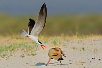 African skimmer (Rynchops flavirostris) attacking Egyptian goose (Alopochen aegyptiaca) Skimmer Island, Chobe River, Botswana.