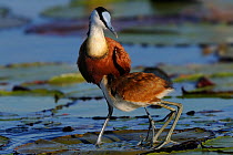 African jacana (Actophilornis africana) with large chick, Chobe River, Botswana.