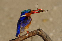 Malachite Kingfisher (Alcedo cristata) with prey, Chobe River, Botswana.