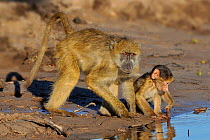 Chacma baboons (Papio ursinus) adult and baby on river bank, Chobe River, Botswana, June.