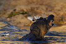 Nile crocodile (Crocodylus niloticus) swallowing two Cape turtle doves that it took with one strike, Chobe River, Botswana.