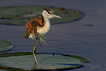 Juvenile African jacana (Actophilornis africana) chick standing on one leg on leaf, Chobe River, Botswana, April.