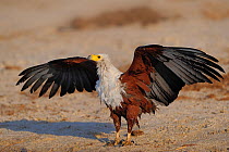 African fish eagle (Haliaeetus vocifer) drying wings after bathing, Chobe River, Botswana, November.