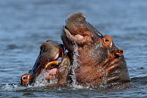 Hippopotamus (Hippopotamus amphibius) pair courting, Chobe River, Botswana, April, Vulnerable species.