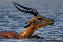 Young Impala (Aepyceros melampus) ram on the brink of disappearing under the water due to a crocodile attack, Chobe River, Botswana.