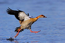 Egyptian goose (Alopochen aegyptiaca ) taking off from water surface, Chobe River, Botswana, April.