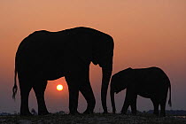 African elephant (Loxodonta africana) adult and juvenile silhouetted, Chobe River, Botswana, August, Vulnerable species.