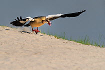 Egyptian goose (Alopochen aegyptiaca) running down sand bank in defense, Chobe River, Botswana.