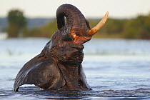 African elephant (Loxodonta africana) bull with one tusk, bathing, Chobe River, Botswana, April, Vulnerable species.