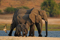 Three African elephants (Loxodonta africana) with African skimmer (Rynchops flavirostris) attacking, Chobe River, Botswana, August, Vulnerable species.