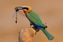 White fronted bee eater (Merops bullockoides) perched with dragonfly prey in beak, Chobe River, Botswana.